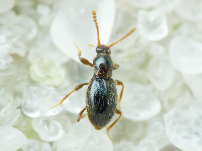 Scydmaenidae Leach, 1815